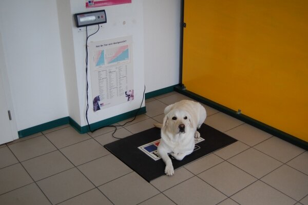 Hund im Warteraum der Tierärztlichen Praxis Dr. Benneth O.Onoh DVM in Gensingen