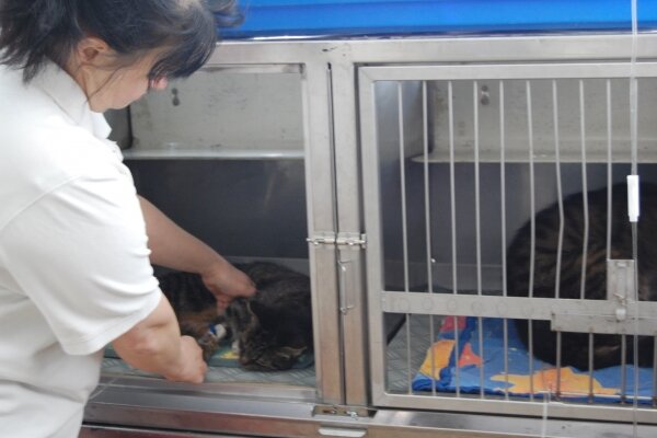 Tiere in Tierboxen der Tierärztlichen Praxis Dr. Benneth O.Onoh DVM