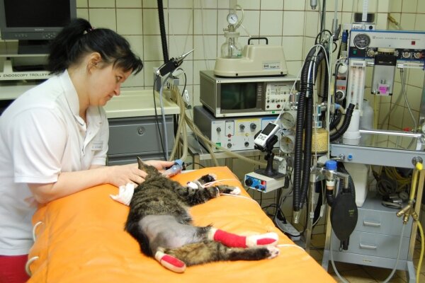Katze auf Untersuchungstisch der Tierärztlichen Praxis Dr. Benneth O.Onoh DVM