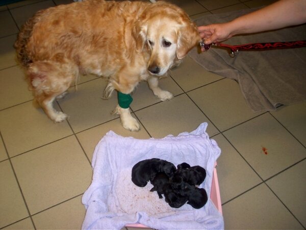 Hund mit Hundebabys