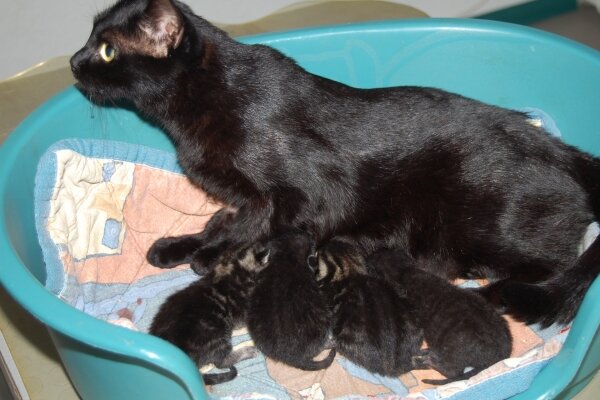 Katze mit Katzenbabys