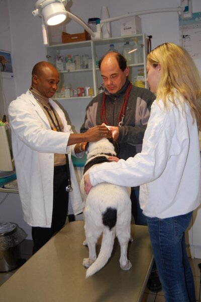 Tierarztuntersuchung von Tierärztliche Praxis Dr. Benneth O.Onoh DVM