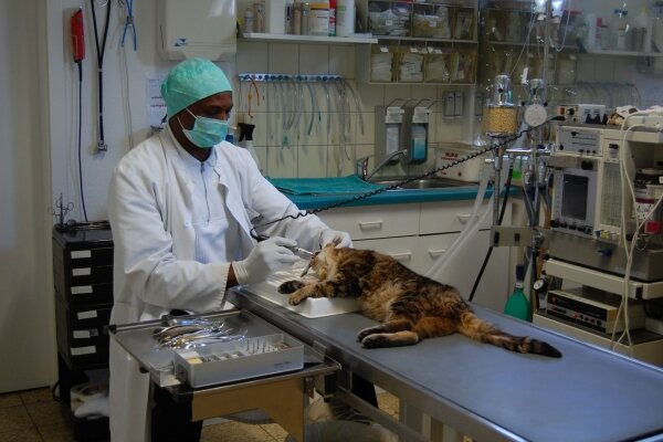 Katzen-OP von Tierärztliche Praxis Dr. Benneth O.Onoh DVM